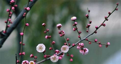 梅花风水|梅花风水禁忌,梅花有哪些寓意